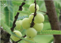 アムラ果実エキス