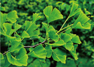 イチョウ葉エキス